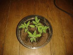 Tomates