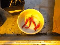Piments des landes ;DDD