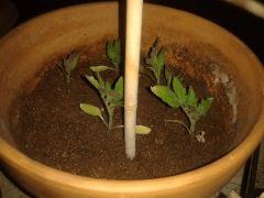Tomates potn°2