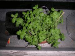 Menthe Verte+Thym
