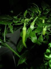 Piment1