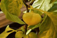 Piment Alma Paprika (Piment peu fort)