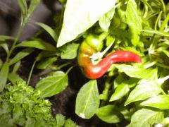 Piment 4 le dernier qui a du mal a murrir
