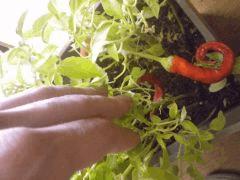 Piment des landes