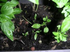 Coriandre (persil arable)