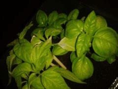 Piments+Basilic