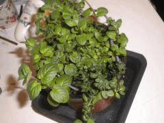 Menthe Verte + Thym !