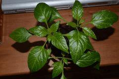 Divers / Aromates / Piments