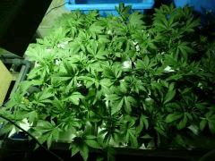 P1070568