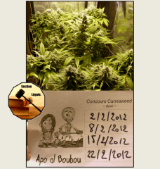 7 legal   Copy