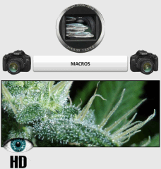 10 macro 1 HD