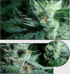 14 macro 5   Copy