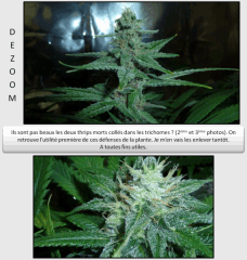 12 macro 3   Copy