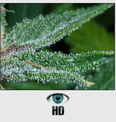 15 macro 6 HD