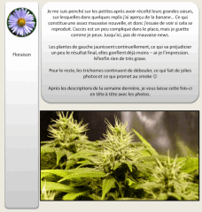 4 Flo 1   Copy
