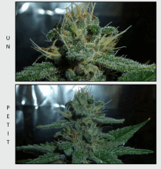 11 macro 2   Copy