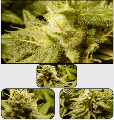 13 macro 4   Copy