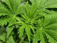 Acapulco gold