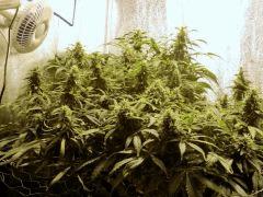 Acapulco Gold