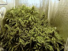 Acapulco Gold