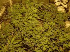 Acapulco Gold