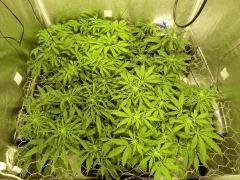 Acapulco Gold