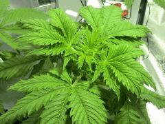 Acapulco gold