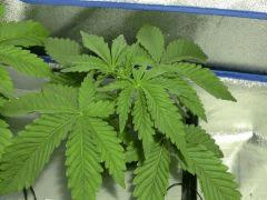 Acapulco gold