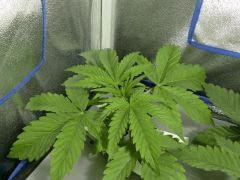 Acapulco gold