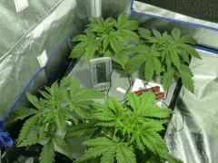 Acapulco gold