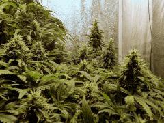 Acapulco Gold