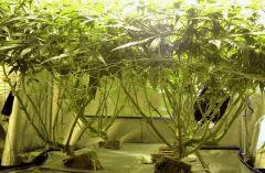 Acapulco Gold