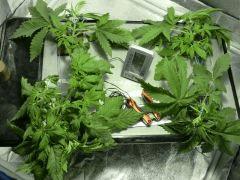 Acapulco Gold