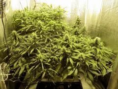 Acapulco Gold