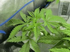 Acapulco gold