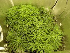 Acapulco Gold