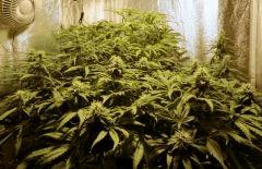 Acapulco Gold