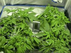Acapulco Gold