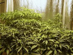 Acapulco Gold