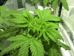 Acapulco gold