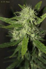 k 13 Haze