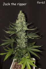Jack the ripper 1
