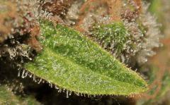 IMG 6698 001