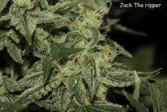 jack the ripper 3