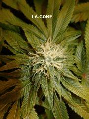 12 LA.C