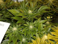 7 WH A