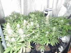 3 SUREX