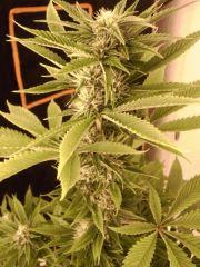 Amnesia Lemon (6)