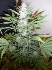 RED DRAGON