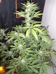 Amnesia Lemon (7)